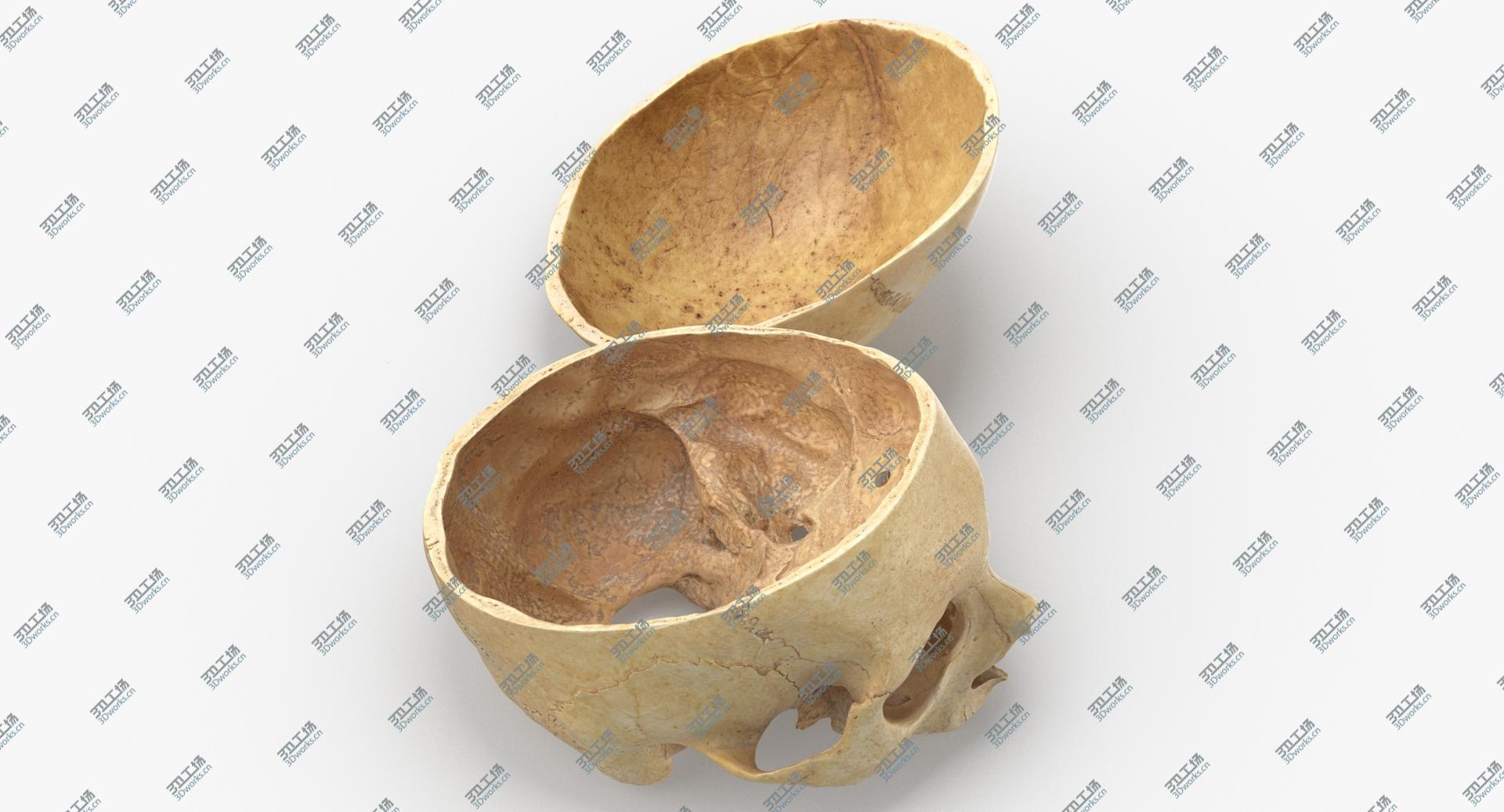 images/goods_img/202104091/3D Real Human Skull Cranial 02 Cut With Piece Pose 01/3.jpg